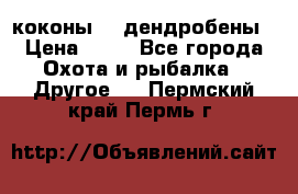 коконы    дендробены › Цена ­ 25 - Все города Охота и рыбалка » Другое   . Пермский край,Пермь г.